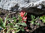 Cdn Rockies Adventure (Aug 2010) - Talus - 069
